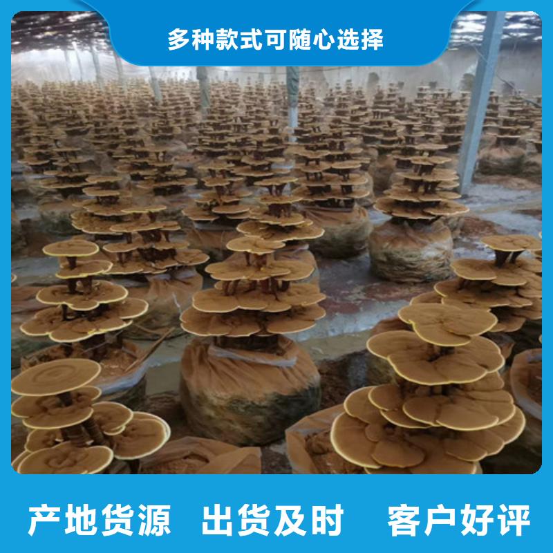 灵芝盆景货真价实