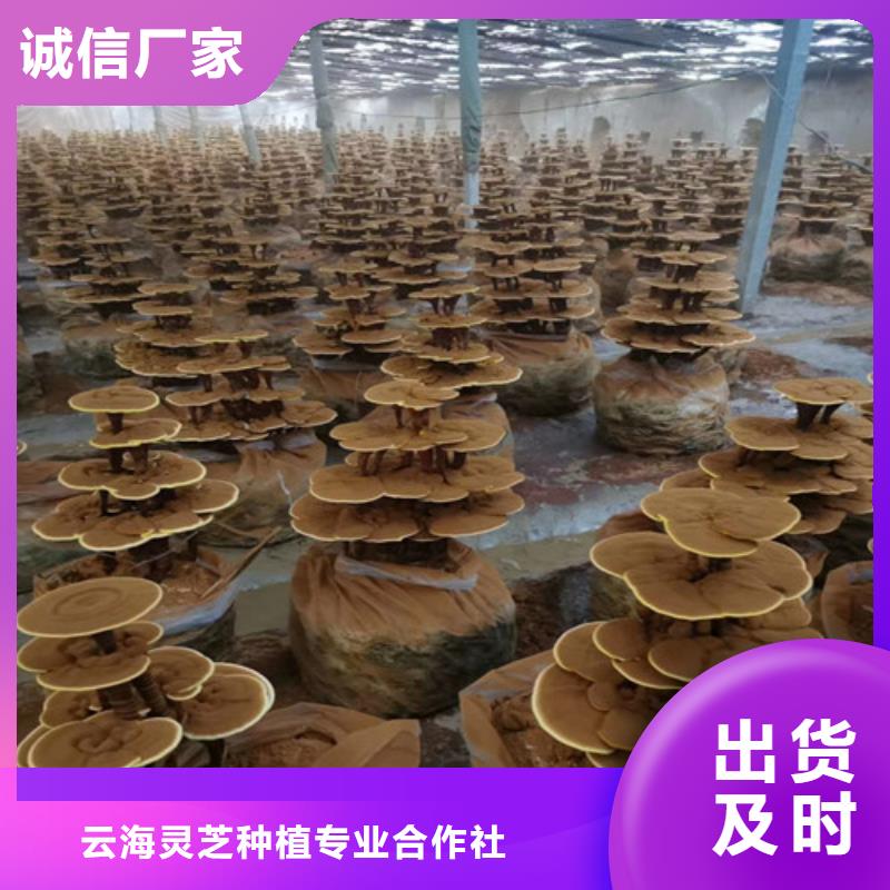 灵芝盆景货真价实