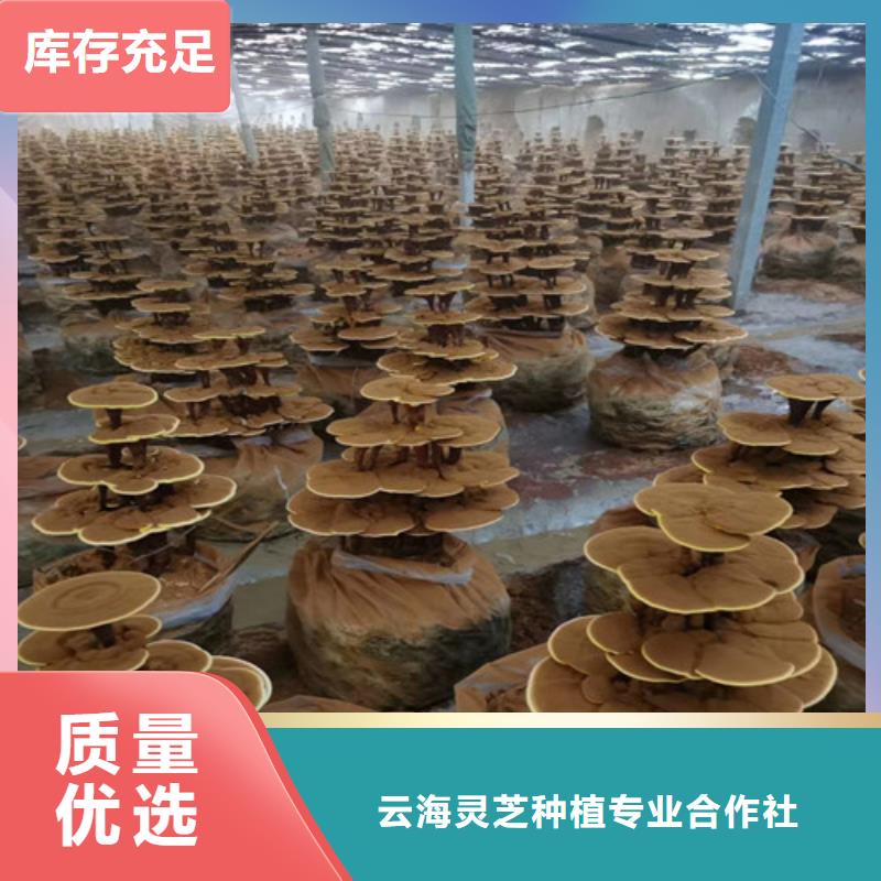 灵芝破壁孢子粉为您服务