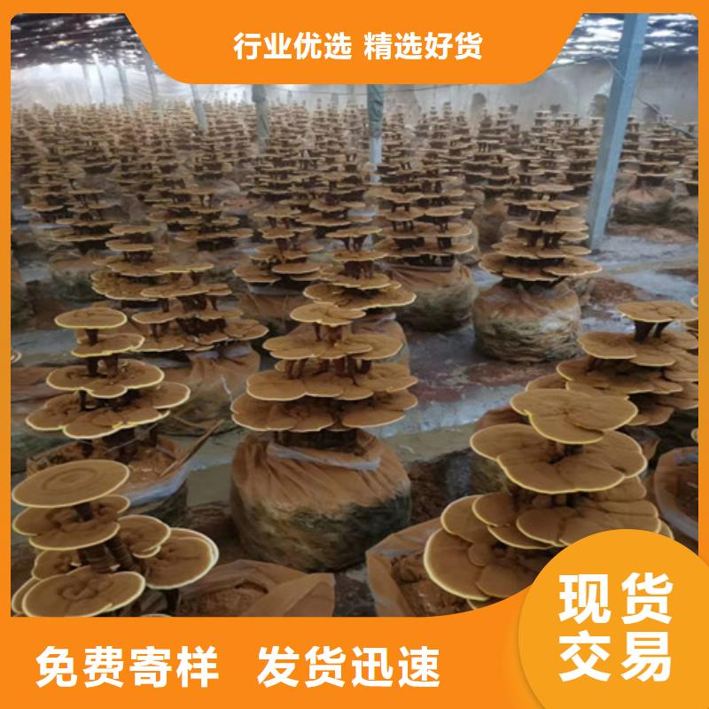 灵芝药用价值种植基地