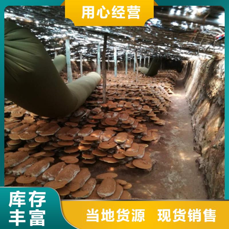 定制灵芝孢子粉代工厂的当地厂家