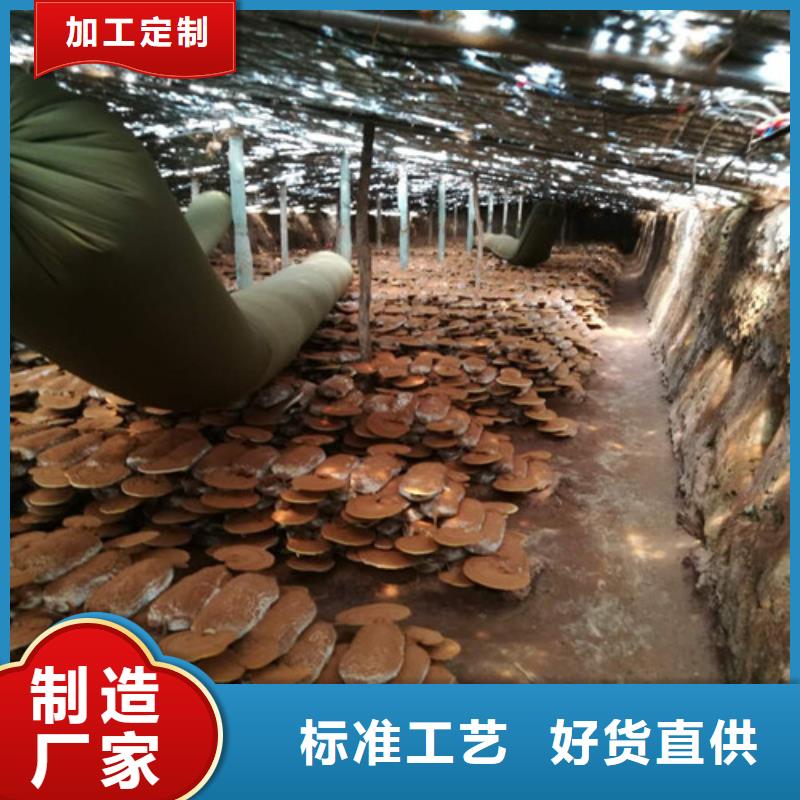 灵芝破壁孢子粉质量可靠