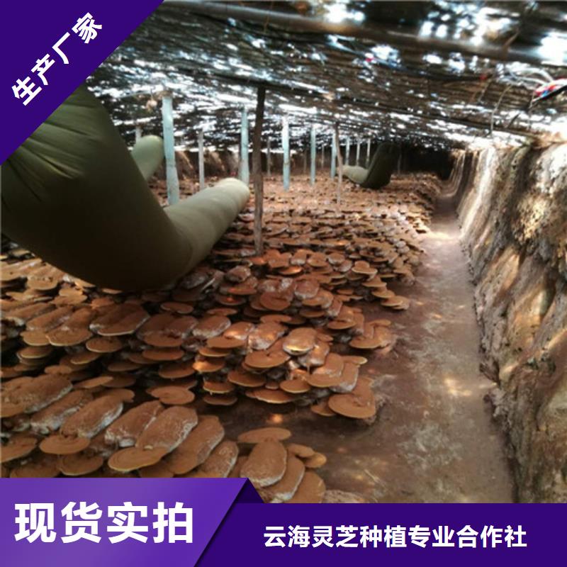 灵芝盆景货真价实