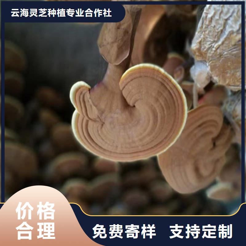 黑灵芝泡水喝的功效与作用优惠报价