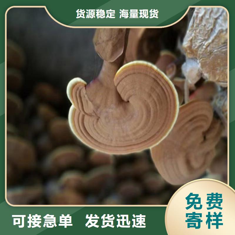 买破壁灵芝孢子粉必看-价格低