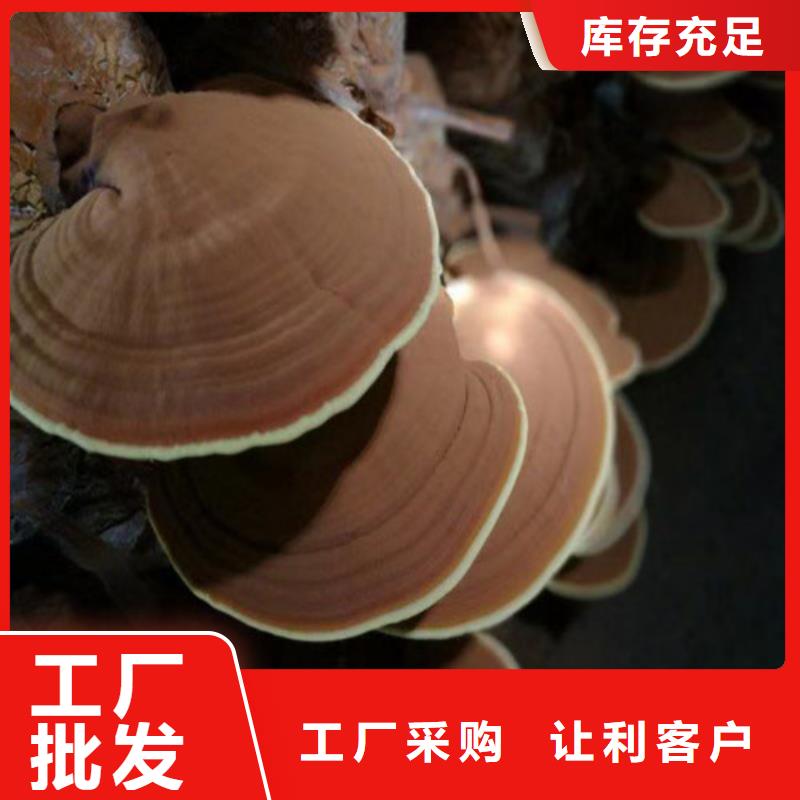 灵芝盆景货真价实