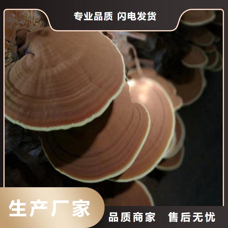 生产3克装孢子粉的生产厂家