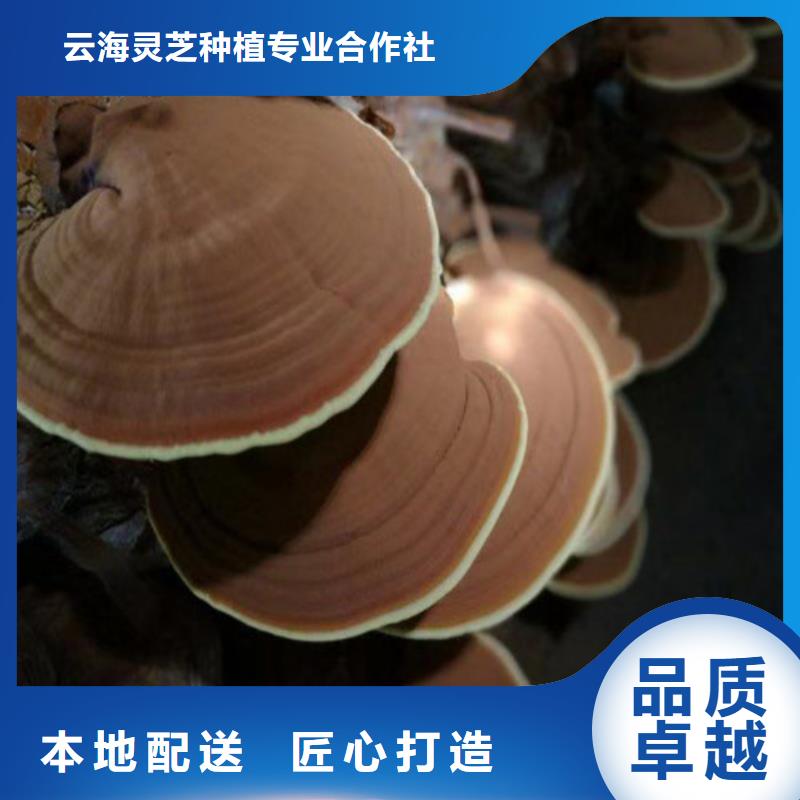 生产3克装孢子粉的生产厂家