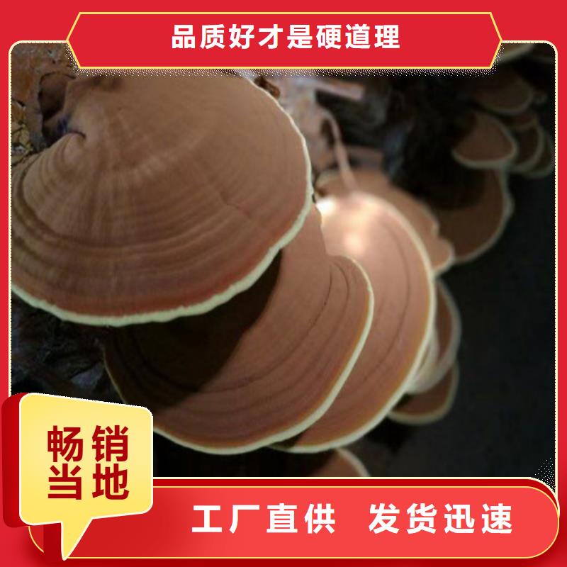 灵芝盆景货真价实