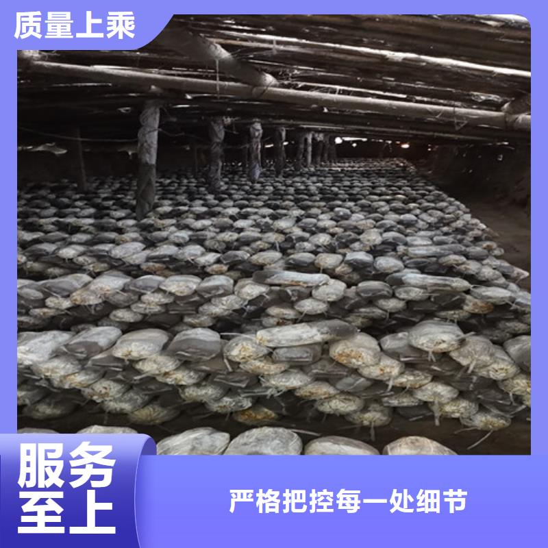 灵芝盆景货真价实