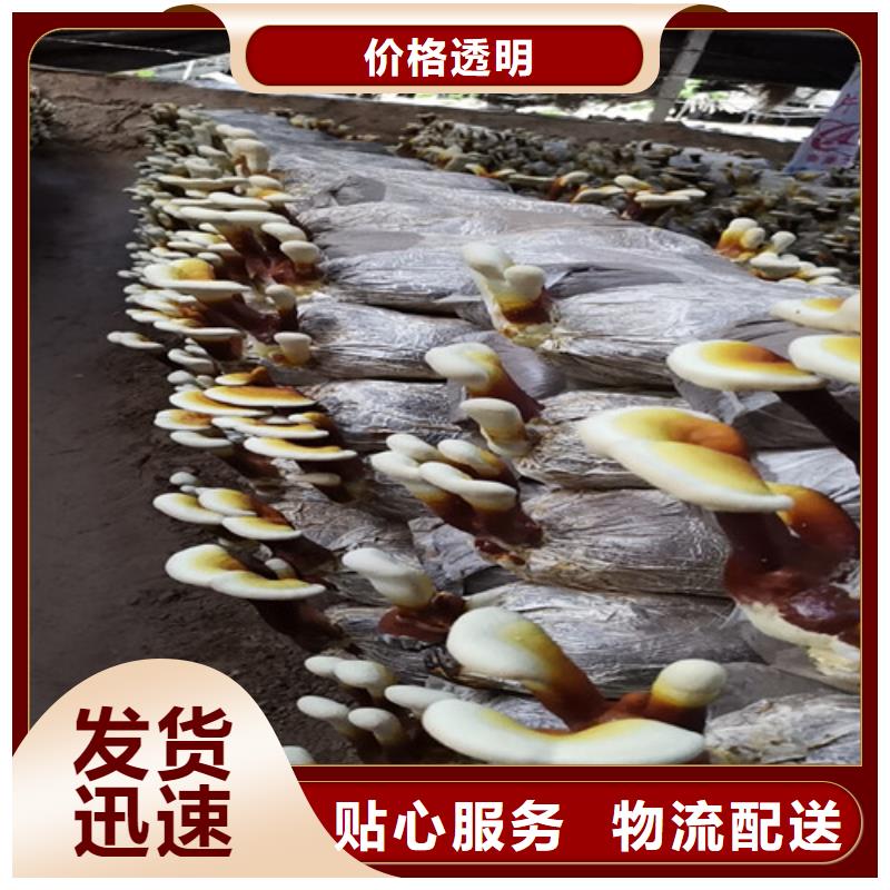 灵芝孢子粉代工厂制作公司