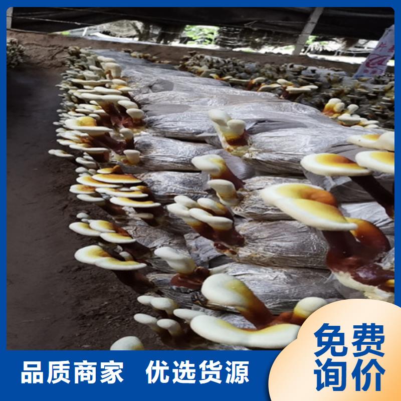 定制灵芝孢子粉代工厂的当地厂家