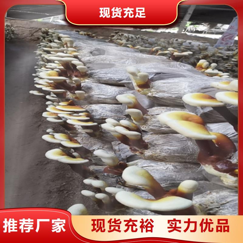 买破壁灵芝孢子粉必看-价格低