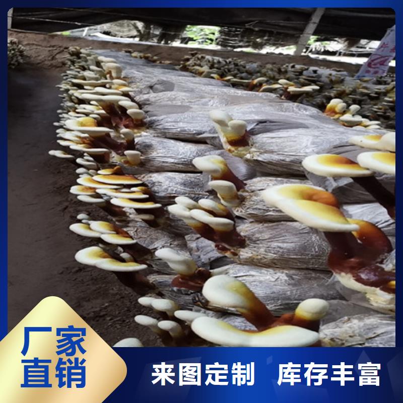 灵芝盆景货真价实