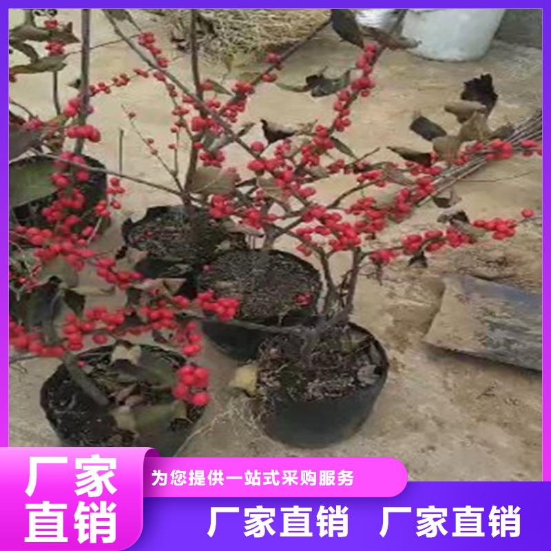 北美冬青苹果苗行业优选