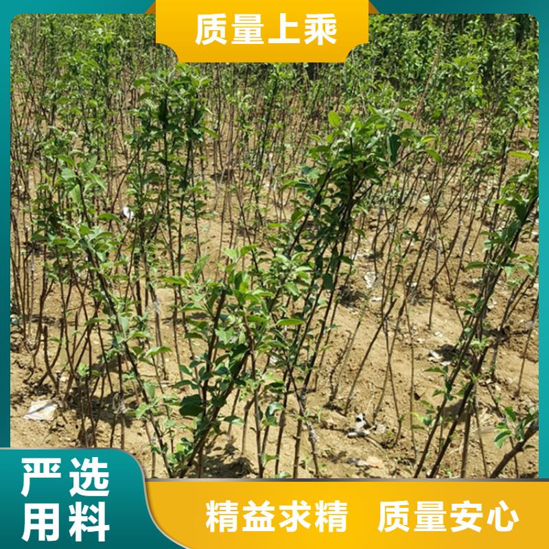 苹果,猕猴桃苗厂家直营