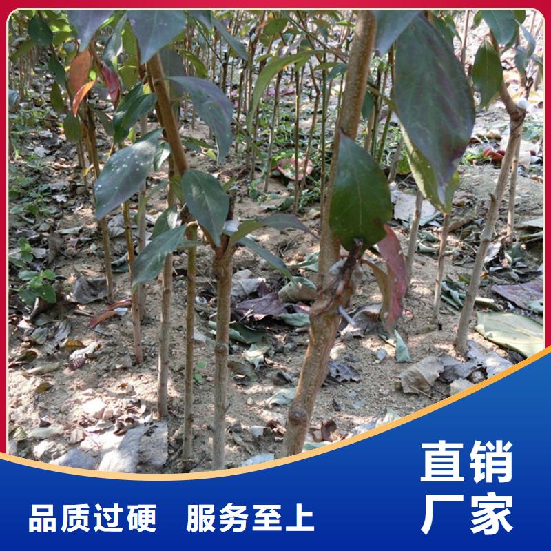 李子樱桃苗优选厂商