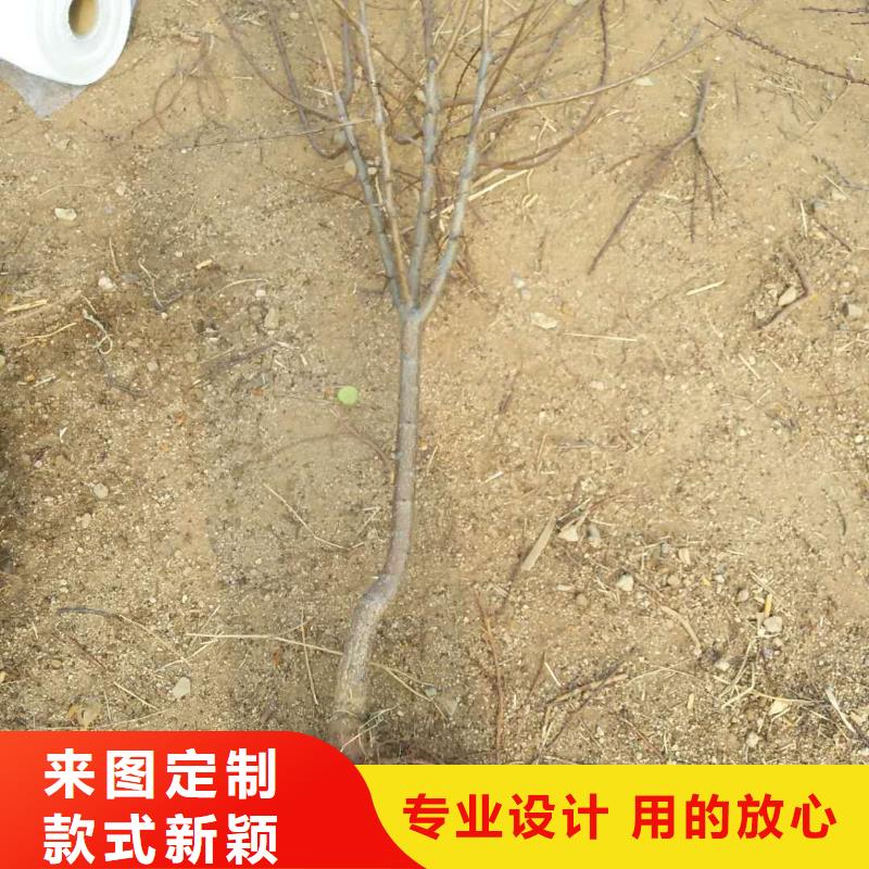 杏樱桃苗自产自销