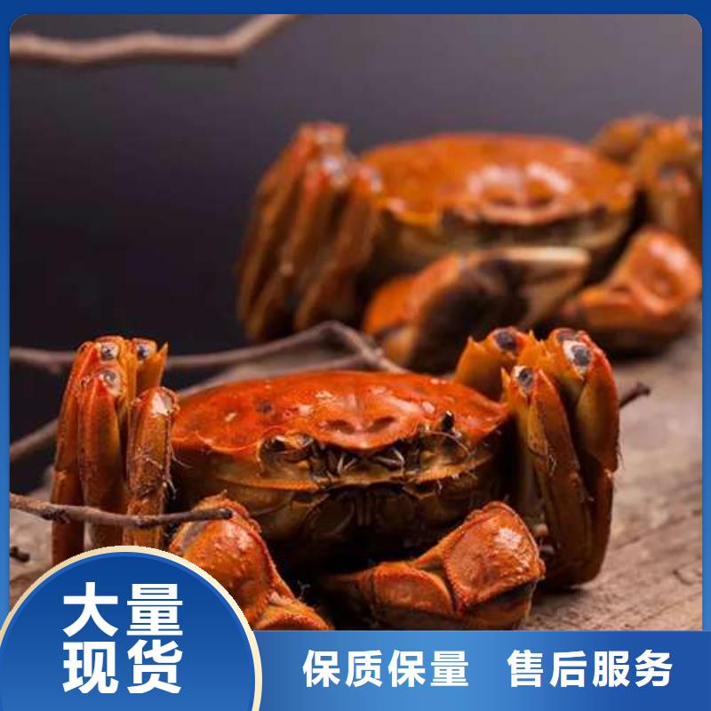 蟹阳澄湖大闸蟹到哪里买专业设计