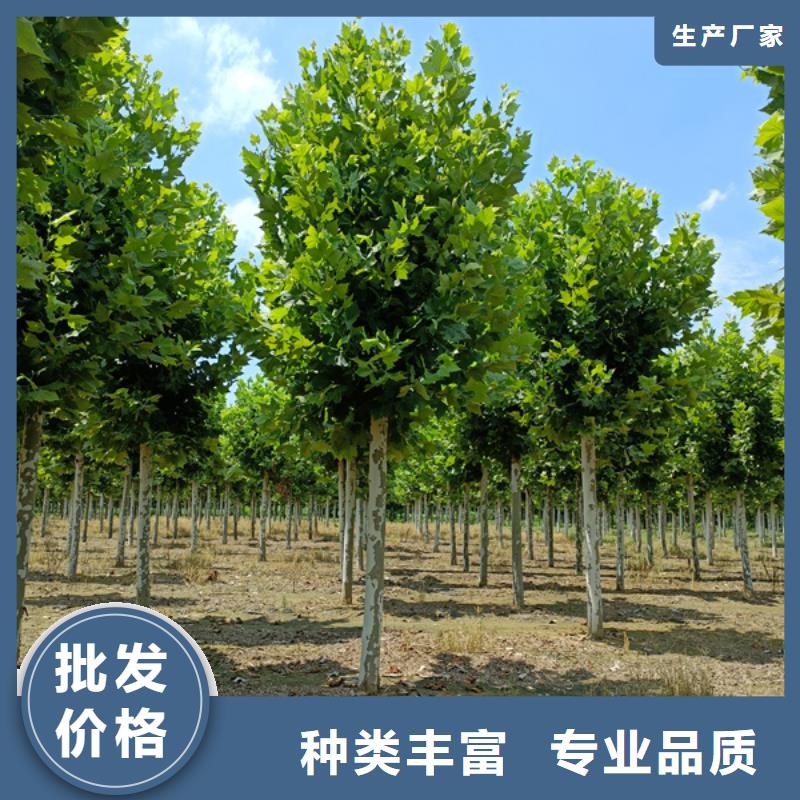 法桐黄金槐按需定制真材实料