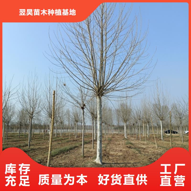 法桐-金叶复叶槭资质认证