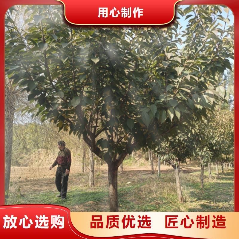 法桐-金叶复叶槭资质认证