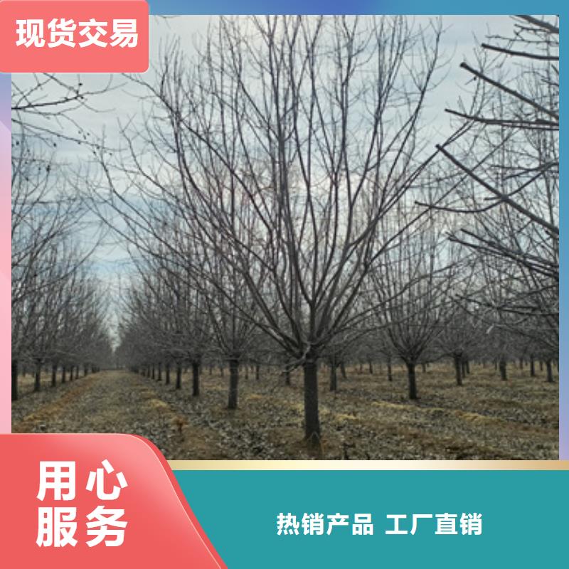 法桐_国槐的简单介绍