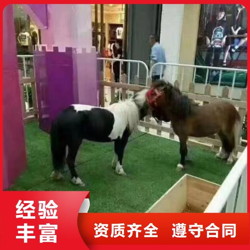 马戏团/羊驼-【死轮表演】放心之选