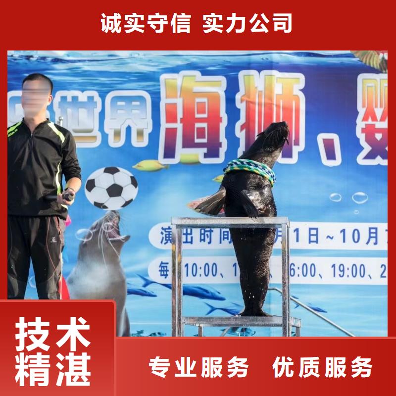 海洋主题动物表演_海狮表演出租承接