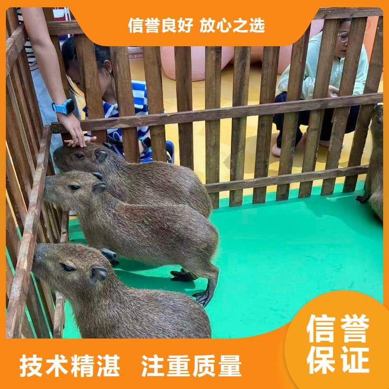 专业销售卡皮巴拉-保质