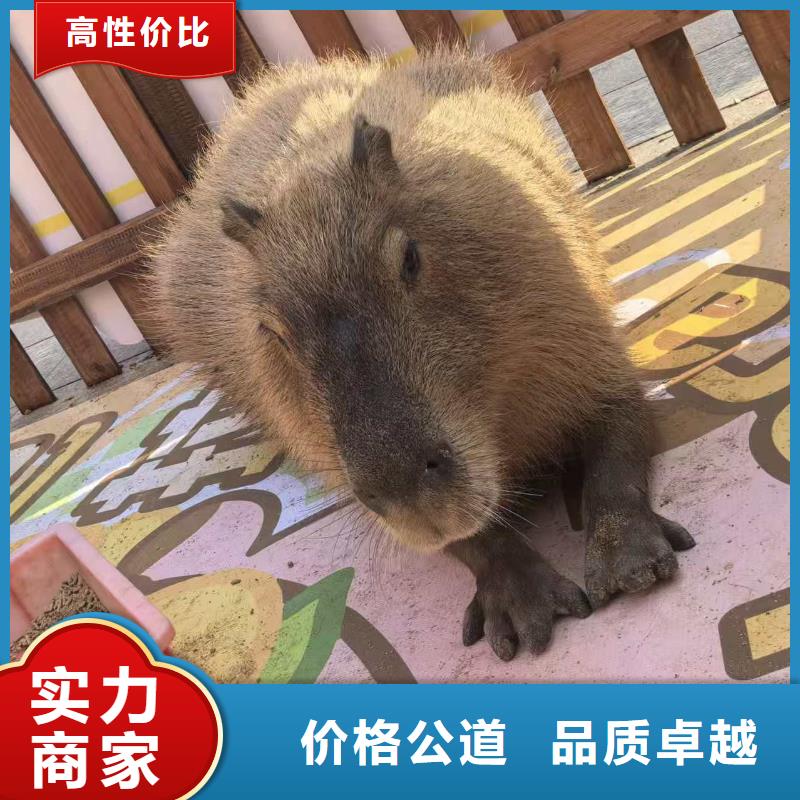 专业销售卡皮巴拉-保质