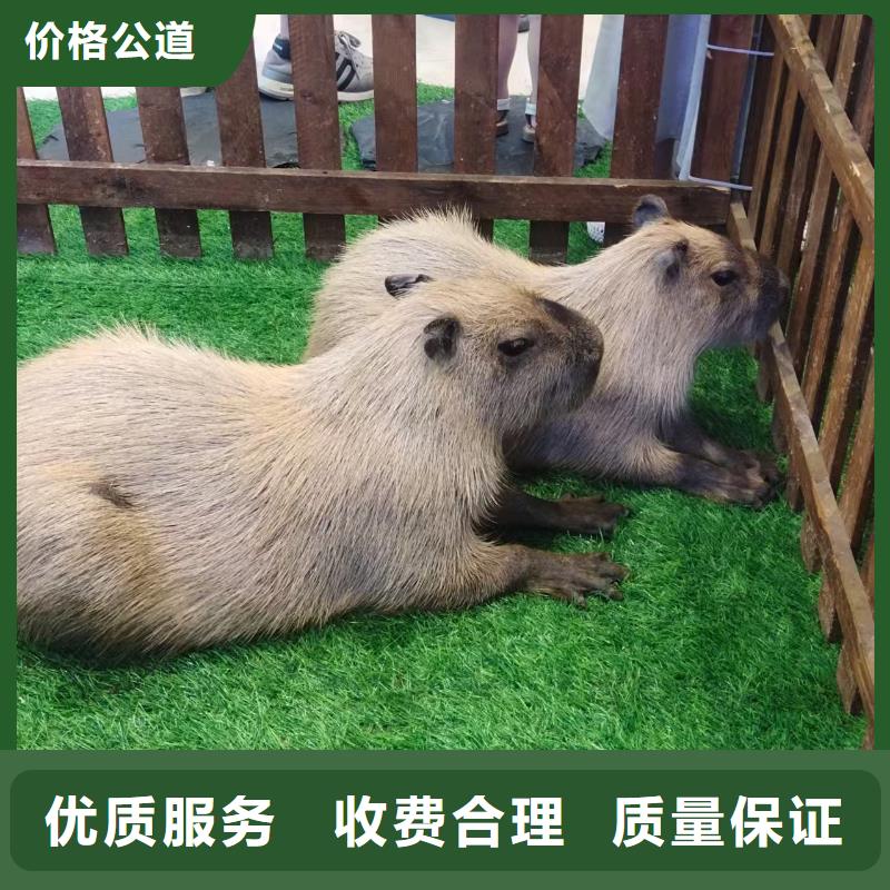 商场暖场经久耐用