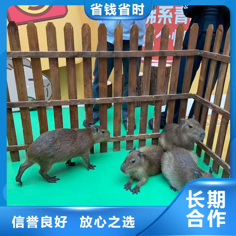 商场暖场经久耐用