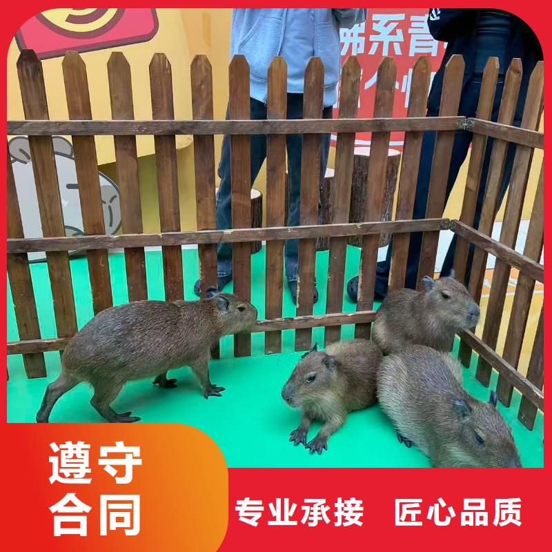 卡皮巴拉租赁加工