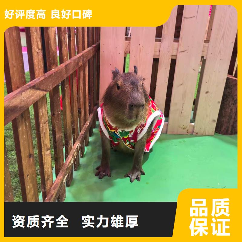 卡皮巴拉租赁供货商