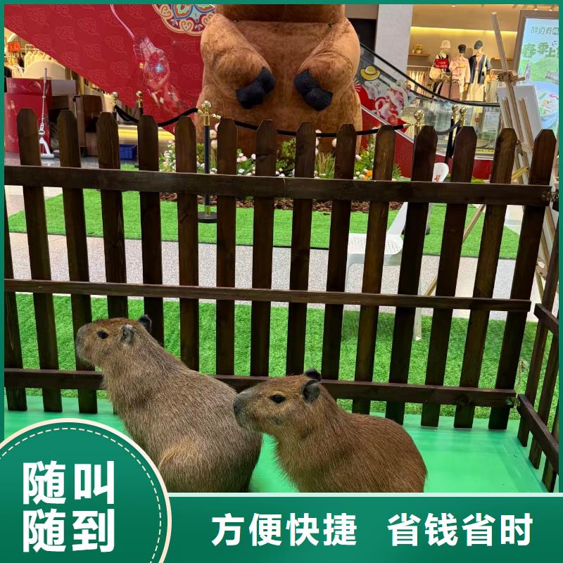 水豚出租公司_兮洋动物展览有限公司