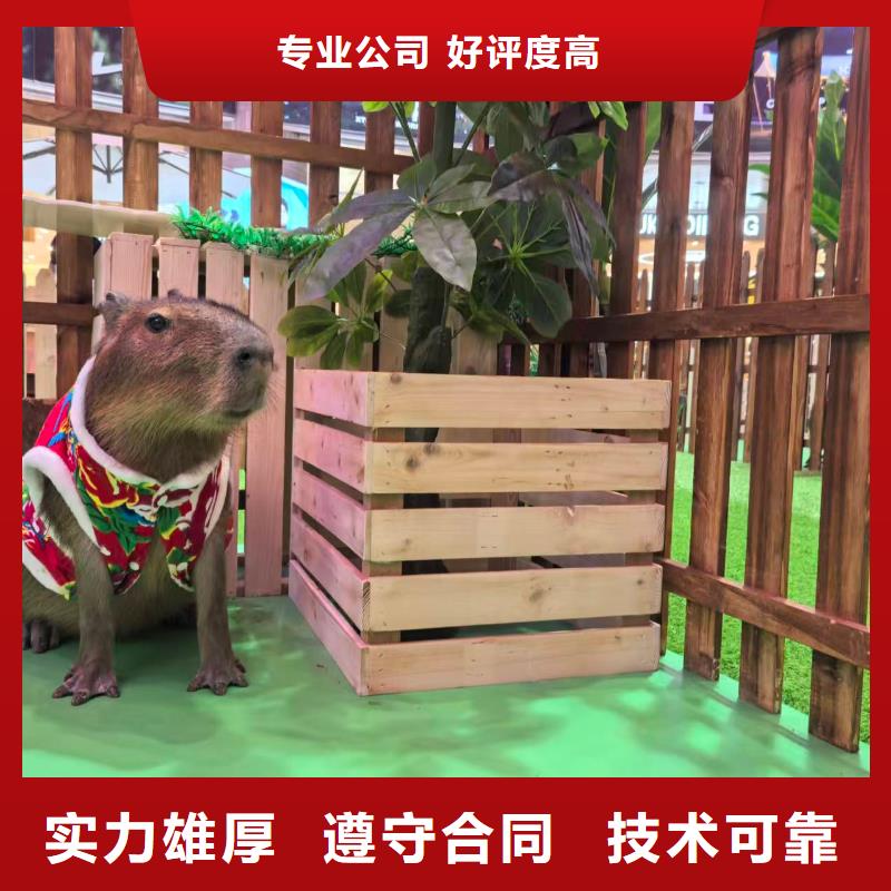 卡皮巴拉租赁加工