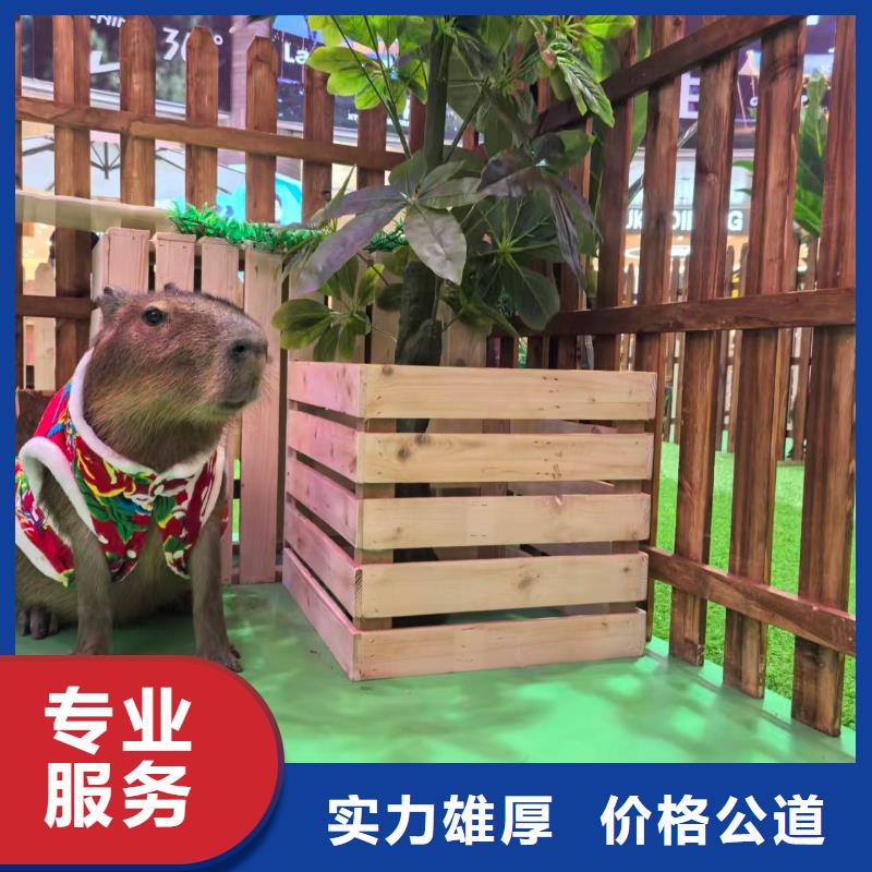 卡皮巴拉现货供应_规格全