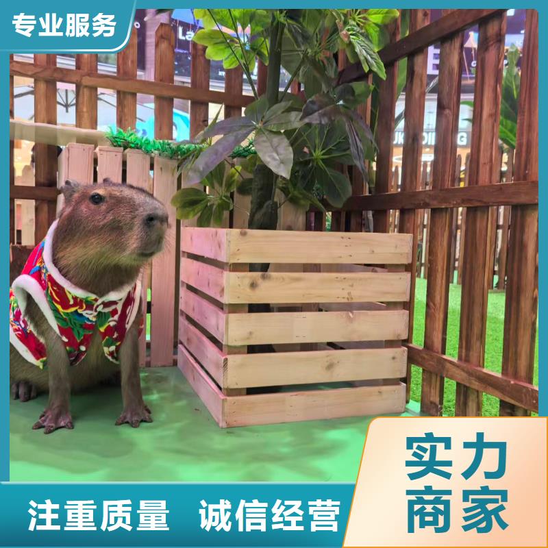 水豚出租公司_兮洋动物展览有限公司