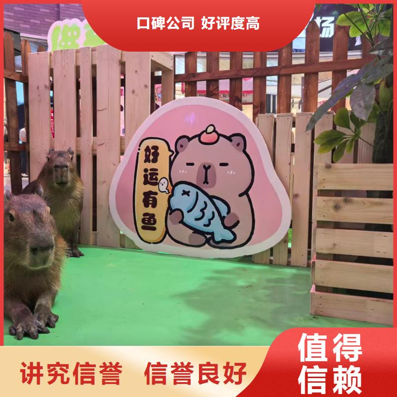 水豚出租公司_兮洋动物展览有限公司