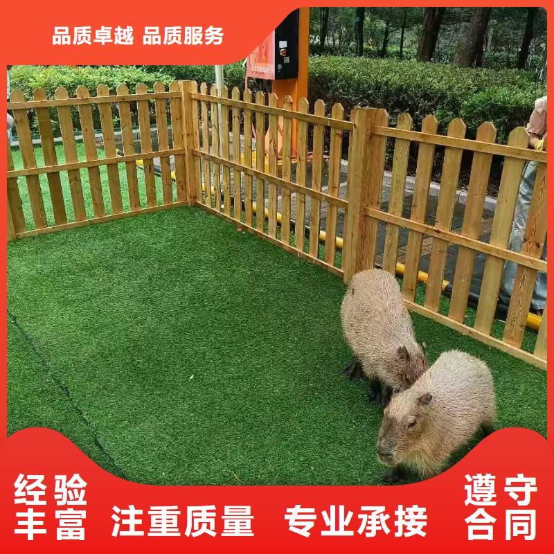 卡皮巴拉现货供应_规格全