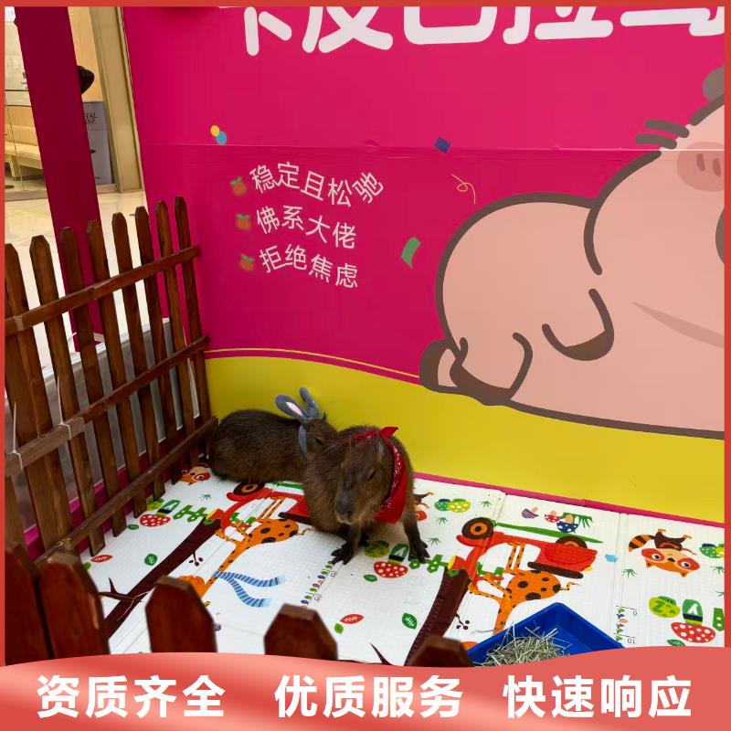 卡皮巴拉租赁加工