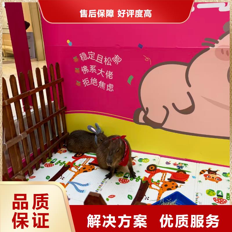 水豚出租公司_兮洋动物展览有限公司