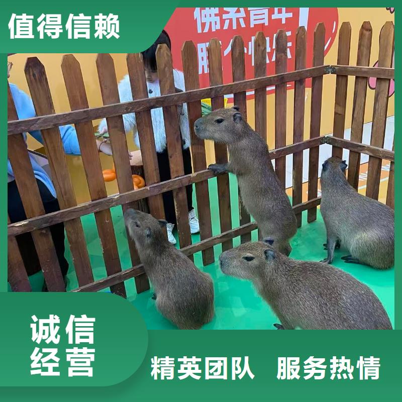 卡皮巴拉租赁加工