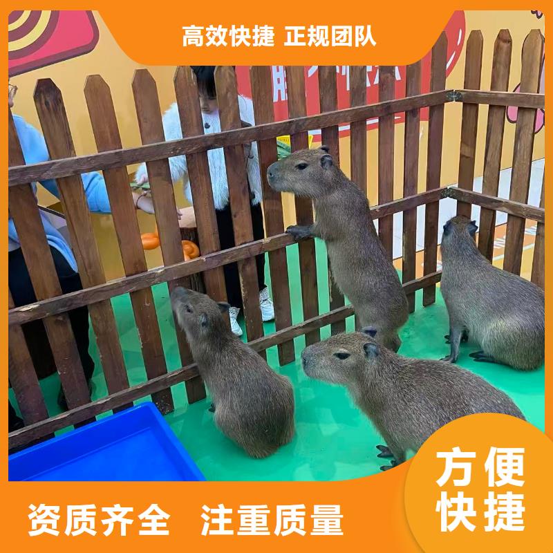 卡皮巴拉现货供应_规格全