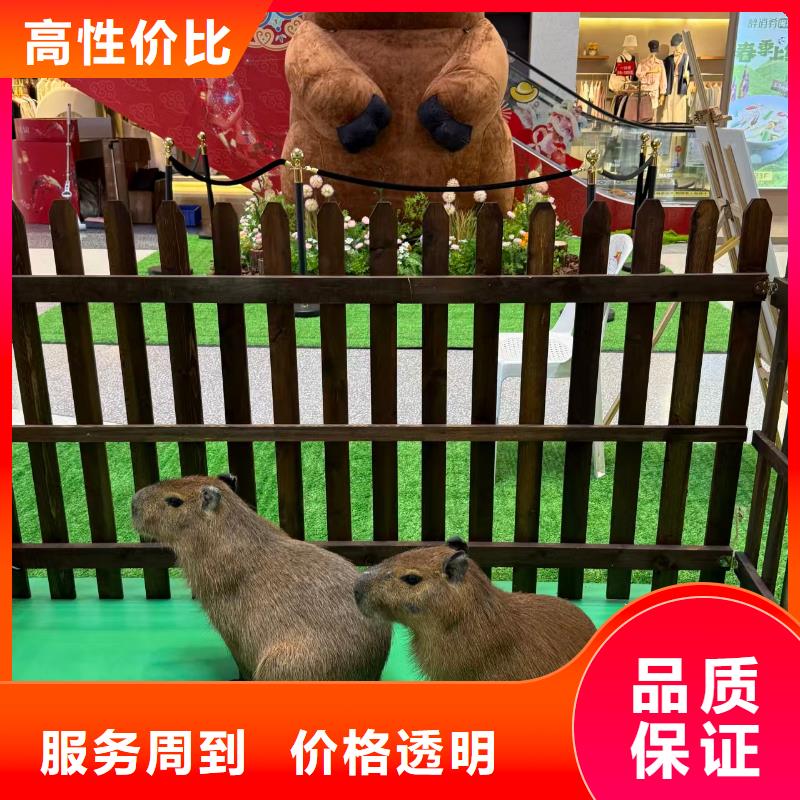 卡皮巴拉现货供应_规格全