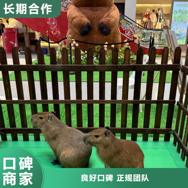 卡皮巴拉租赁加工