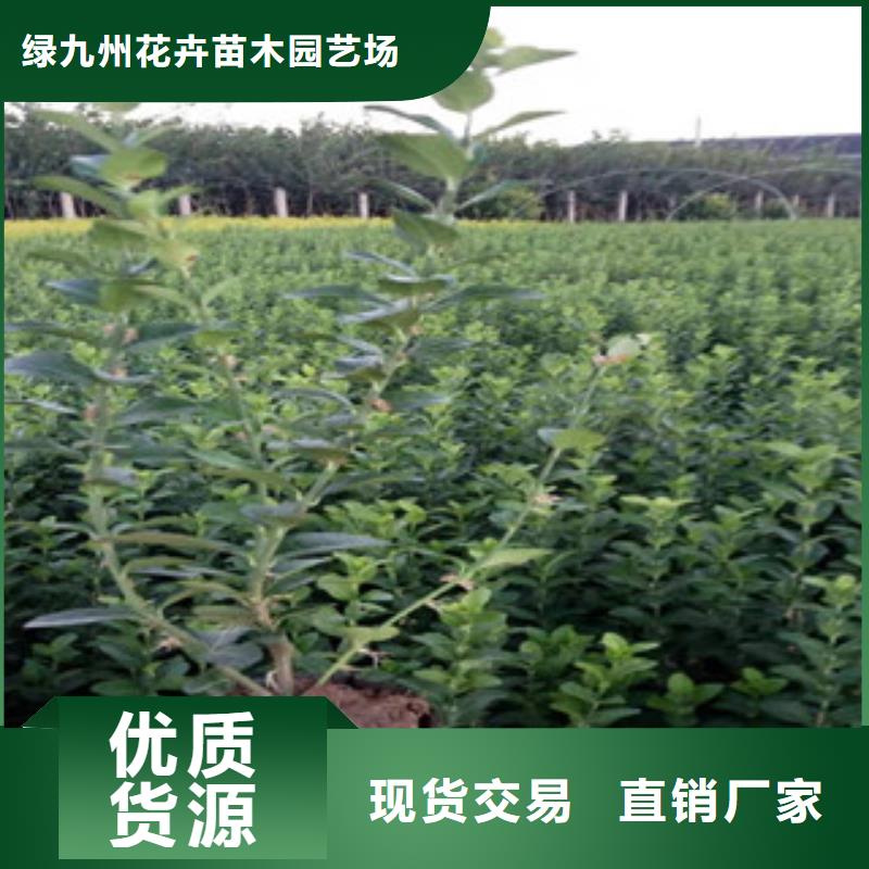 宿根花卉-鲁冰花/粉黛乱子草定制定做