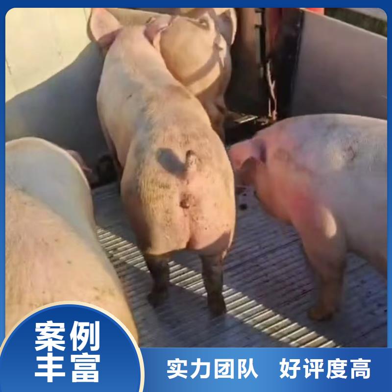 泗阳到河北高栏车肥猪运输-专用车透明