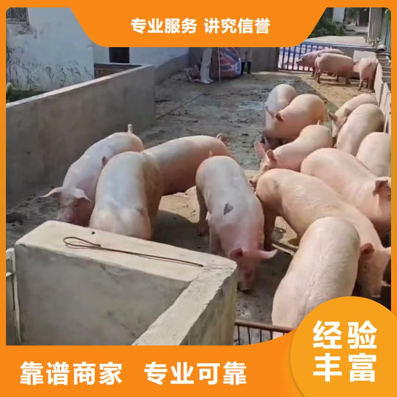 宿迁到种猪运输全程呵护